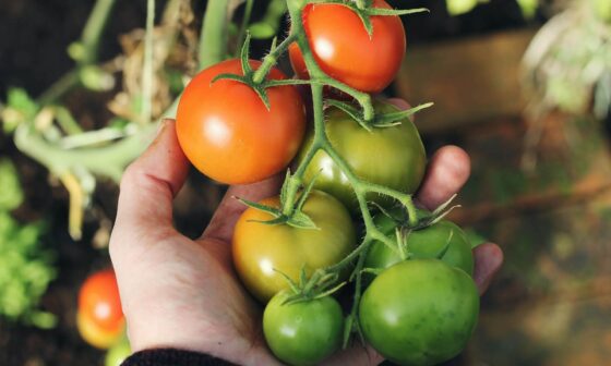 Cuánto tiempo demora el tomate en crecer